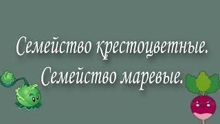 Семейство крестоцветные. Семейство маревые