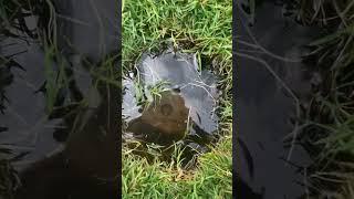 Baby frogs #naturelovers #frog #frogvideo #cutefrog