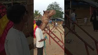 #Camel  #ulala #beach ️ #short #video #ige #media