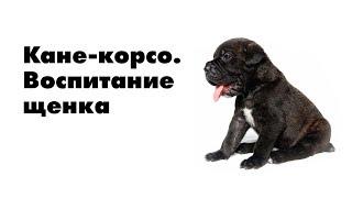 Воспитание щенка Кане-Корсо