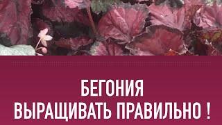 Бегония - выращивание, уход, полив, болезни, обработка, размножение, черенкование, вредители