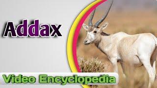 Addax (white antelope) - Video Encyclopedia