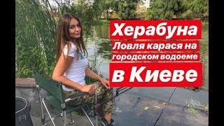 Херабуна. Ловля карася на городском водоеме. Киев