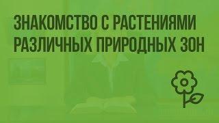 Природные зоны Земли. Знакомство с растениями различных природных зон. Видеоурок по природоведению