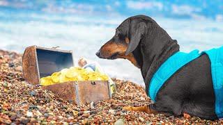 I Found Pirate Treasures!!! Cute & funny dachshund dog video!