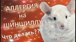 Аллергия на ШИНШИЛЛ! Может ли быть? Что делать если появилась? Как уменьшить риск ее появления!