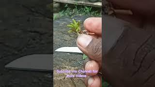 Hydroponics Cultivation of Indian Pennywort (Gotukola): A Sustainable Farming Solution 