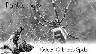 Golden Orb Web Spider