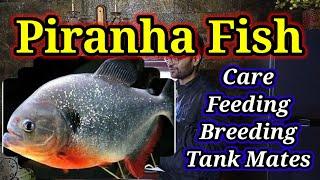 Piranha Fish / Piranha Fish Tank - Feeding, Eating Meat, Breeding, Care, Tank Mates & Aquarium Setup