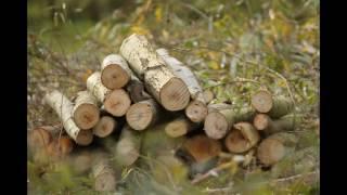 Wilgen knotten najaar 2016 Eco-touristfarm De Biezen