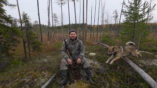 ПОИСКИ В ДРЕМУЧЕМ ЛЕСУ. СТРАННЫЕ СЛЕДЫ НА ДЕРЕВЬЯХ. ГДЕ ИЗБА? ПОХОД В ЛЕСНУЮ ЧАЩУ С СОБАКОЙ.