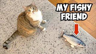 Epic Battle of Cuteness: Cat Kiki vs Fish Toy Showdown