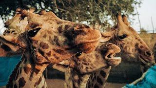 Protect the Last West African Giraffe from Extinction