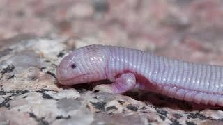 Amphisbaenia #crawls on the leaves