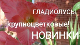 Гладиолусы! Обзор НОВИНОК! Ура, пересортицы нет!