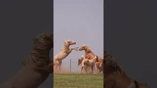 Amazing funny wild horses meet each other -HanaKo Horse®