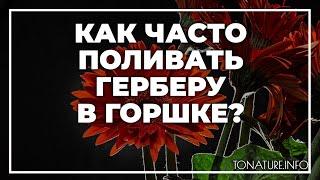 Как часто поливать герберу в горшке? | toNature.Info