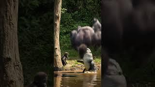 Gorilla vs. Croc: River Rumble! #wildlife