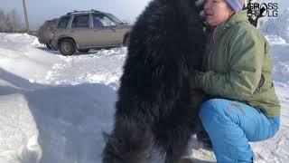 Новая невеста для Гросс Эрфольг Геркулеса / Зимняя свадьба / Mating dogs in Winter