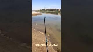 РЫБАЛКА НА СЫРДАРЬЕ 06.2023 #баликови #catching_fish #fishing #рыбалка #рыбалкавузбекистане