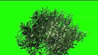Plants Green Screen! Best tree green screen footage