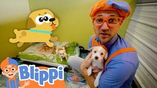 Blippi Pets Cute Animals in the Shelter! | Educational Videos for Kids