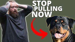 HOW TO STOP ROTTWEILER FROM PULLING