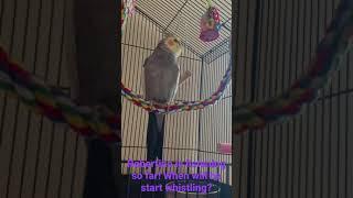 ROBERTINO LORETI, THE COCKATIEL!