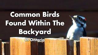 Wild Birds Found In My Backyard - Ontario Canada - Part 2 - Bird Sounds - Bird Video Compilation