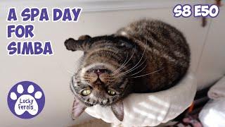 A Spa Day For Simba, Cats Under Observation - Lucky Ferals S8 E50 - Cat Vlog With 11 Cats