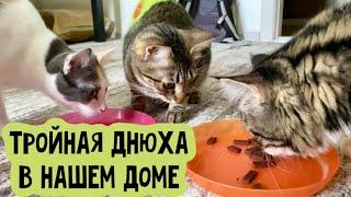 Тройная днюха в доме с тремя котиками и одним пареньком