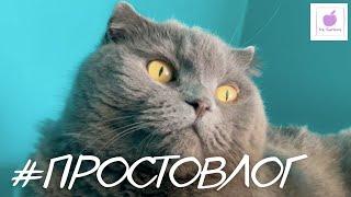 #ПРОСТОВЛОГ Культурный ноябрь, форт Боярд, рабочие будни и много кота.