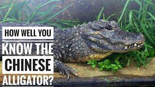 Chinese Alligator || Description, Characteristics and Facts!