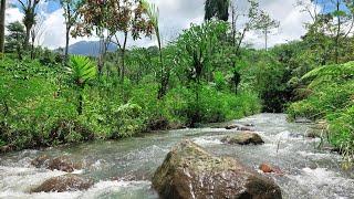 Adios Lethargy: Relaxing River Stream In A Vibrant Forest - Beautiful and Peaceful Forest River