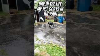 My Pet Goats In The Rain #goats #goat #pets #animals #shorts #funnypets