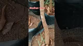 madhav farm mo.9913464010 18×18 bage 5-7fut hight#nursery#mangocrop#mango#farming#plant #nurseryshop