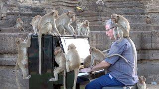 Piano for Wild Macaques in Temple, Lopburi, Thailand