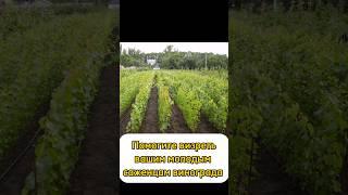 Вызревание лозы самое главное что нужно.