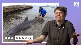 Analyzing Heart-Pounding Shark Encounters