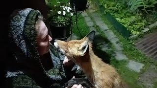 (1043) Лиса приходит в гости. Июнь 2025