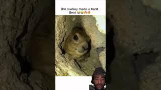 What he say lol  #youtubeshorts #subscribe #foryou #shortsfeed #funny #animals #greenscreen #fyp