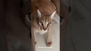 Eva is Looking at Owner #floppa #caracal