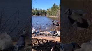 Blue Jay bouncing #birds #nature #funny