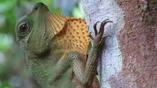 Sinharaja Rainforest, Sri Lanka - A treasure trove of endemic species