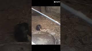 HEN CHICKS #SHORTS |AFAQ BUKHARI