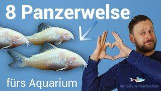 8 tolle Panzerwelse / Corydoras fürs Aquarium