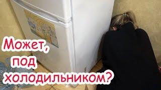 Как мы Лучика и Лаки искали