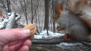 Немного о белках (06.12.2024) / A little bit about squirrels (06.12.2024)