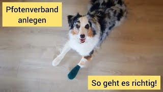 Pfotenverband beim Hund anlegen | So geht ein Verband an der Pfote deines Hundes