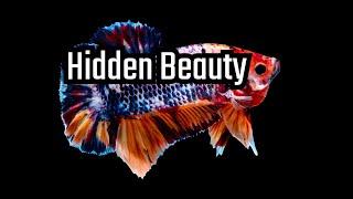 Koi Bettas: The Most Beautiful Fish You've Never Heard Of